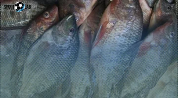 أسعار كيلو البلطي والأسماك في كفر الشيخ اليوم 25-10-2025